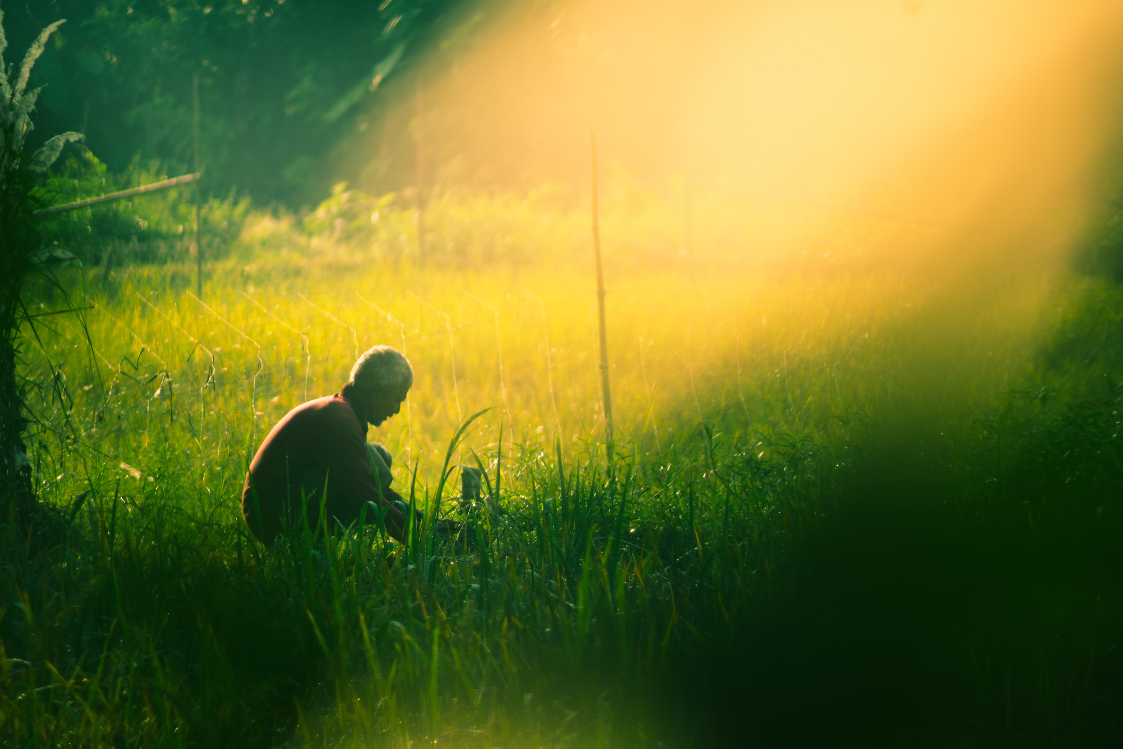 Lush green farmland in Bangladesh